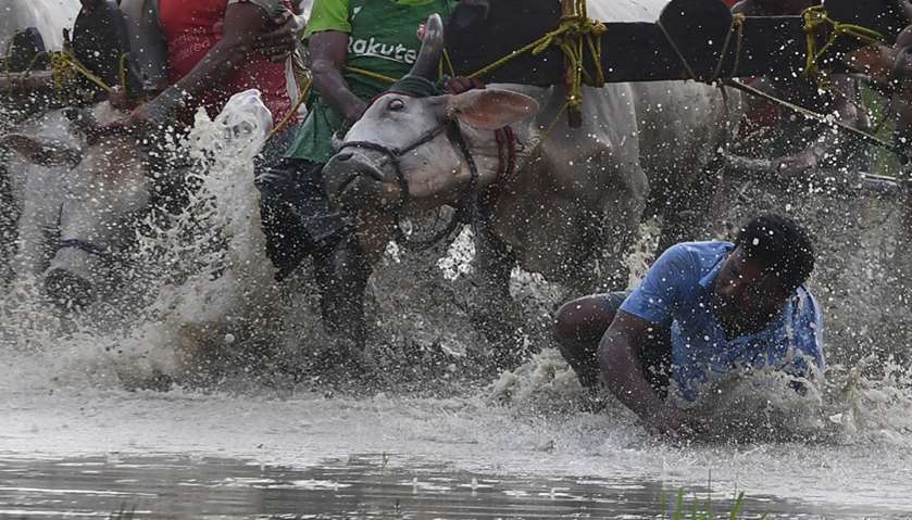 Farmers falls try to control the bulls at the starting line as they participate in a bull race at a 