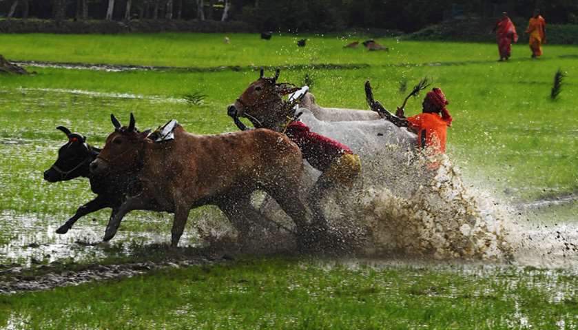 Farmers compete with their bulls as they participate in a bull race at a paddy field