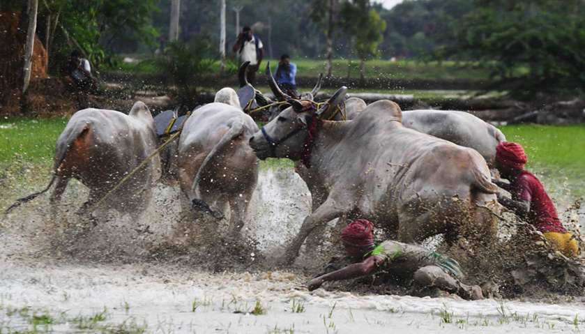 More than a hundred bulls from nearby villages participated in the two-day event