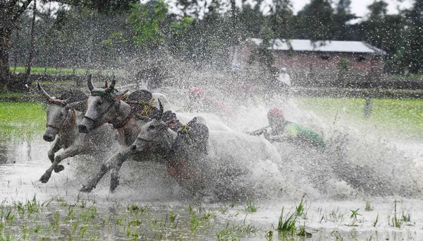 Farmers falls try to control the bulls at the starting line as they participate in a bull race at a 