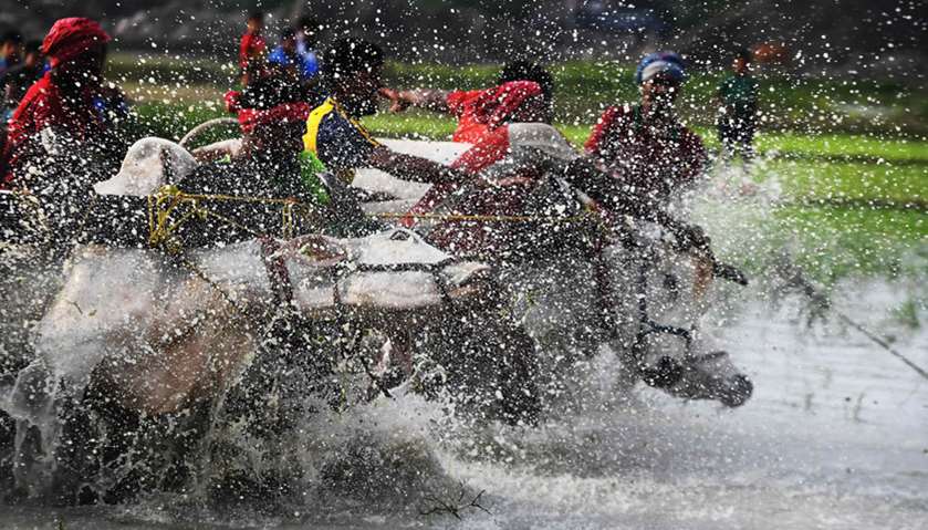 Bull race at a paddy field during a monsoon festival