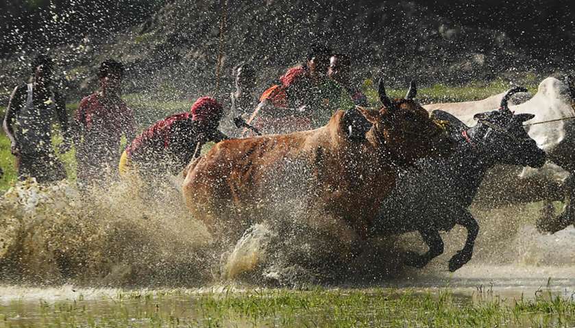 Bull race at a paddy field during a monsoon festival