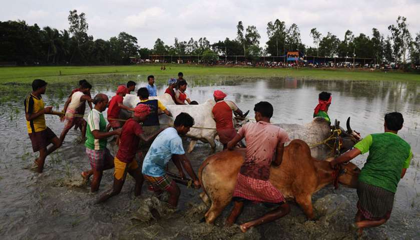 Farmers prepare the bulls as they participate in a bull race in Herobhanga village