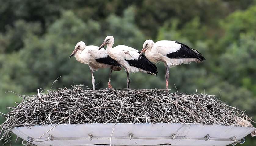 Three storks stand in their nest
