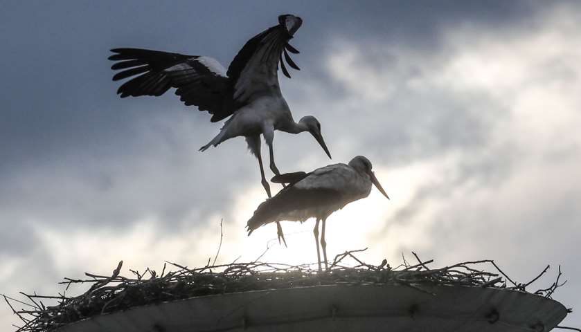 Two storks are pictured by their nest
