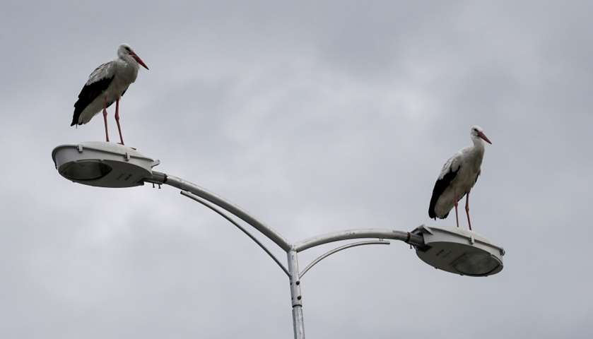 Two storks stand on a street lighting mast