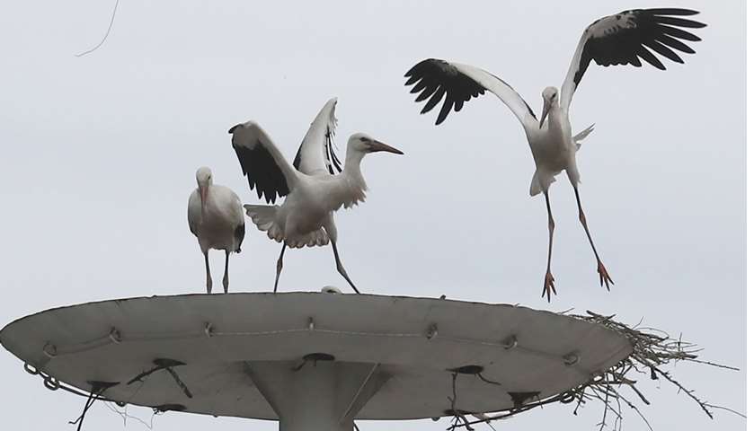 Storks stand in their nest as others fly