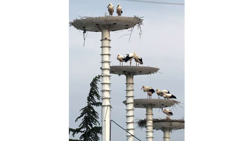 Storks stand in their nest as others fly