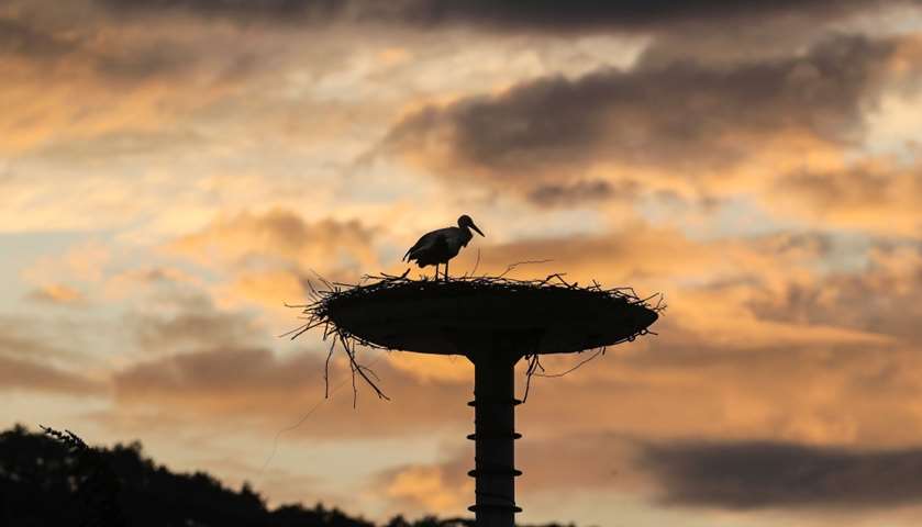 A stork stands in its nest
