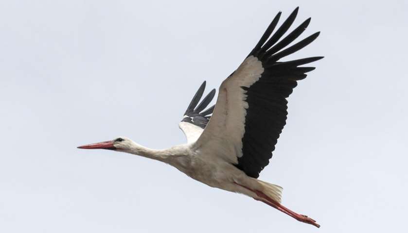 A stork flies