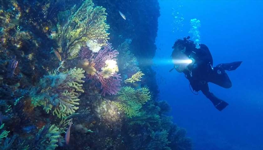 A Coast Guard diver shines light on a forest of gorgonians at Secche di Tor Paterno, a marine reserv