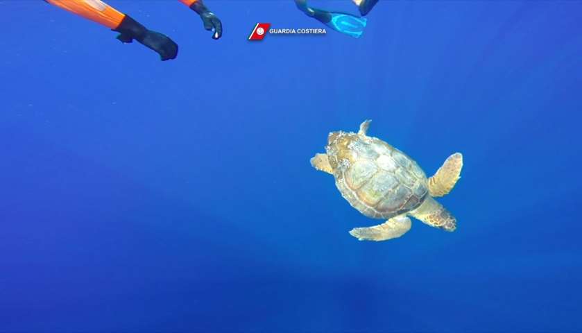An Italian Coast Guard diver releases a turtle at sea off the Sicilian coast of Lampedusa 

