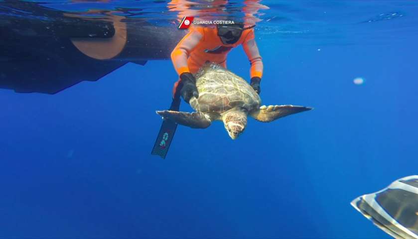 An Italian Coast Guard diver releases a turtle at sea off the Sicilian coast of Lampedusa 
