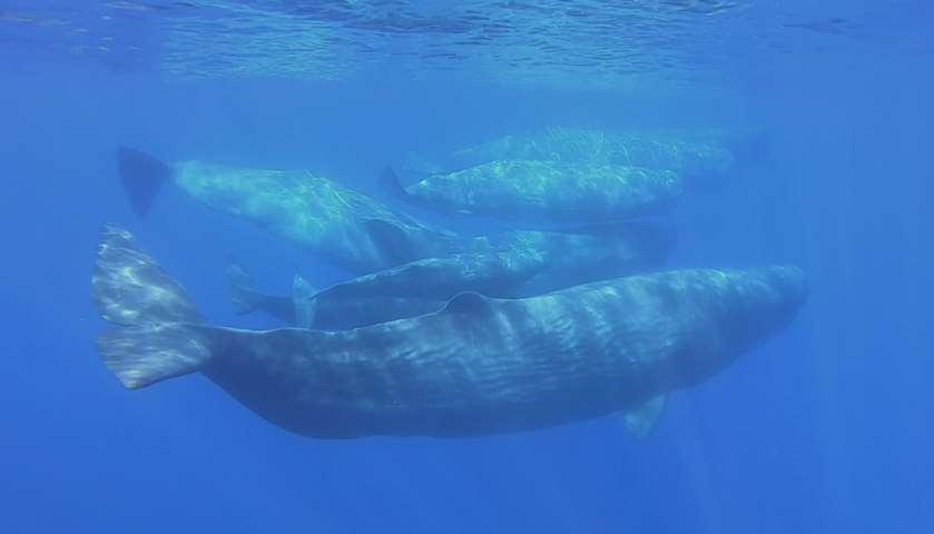 A pod of sperm whales are seen swimming off the Sicilian coast of Milazzo