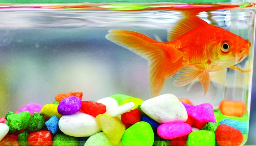 Assorted fish are popular among kids