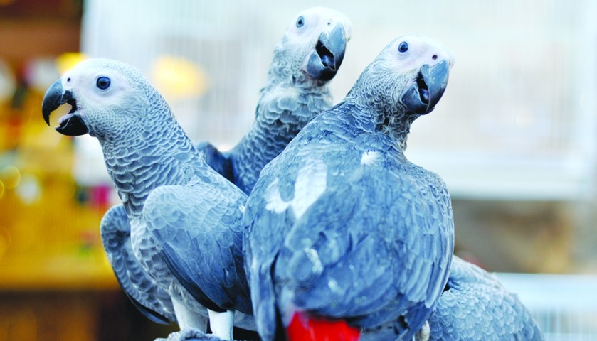 African grey parrots at a shop