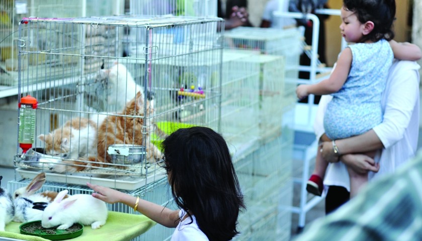A young girl pets a rabbit while a toddler looks on