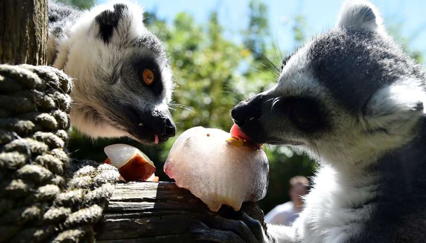 Ring-tailed Lemurs cool off on a snack of frozen fruits - La Fleche Zoo