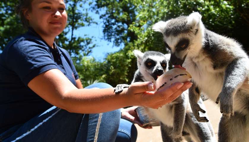 Ring-tailed Lemurs cool off on a snack of frozen fruits - La Fleche Zoo