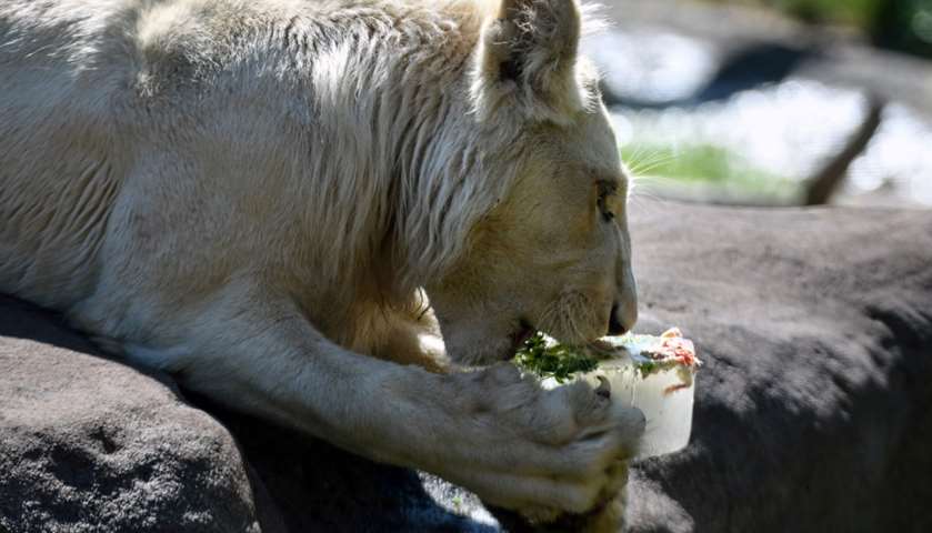 A lion eats a frozen treat with syrup, chicken and fruits - La Fleche zoo