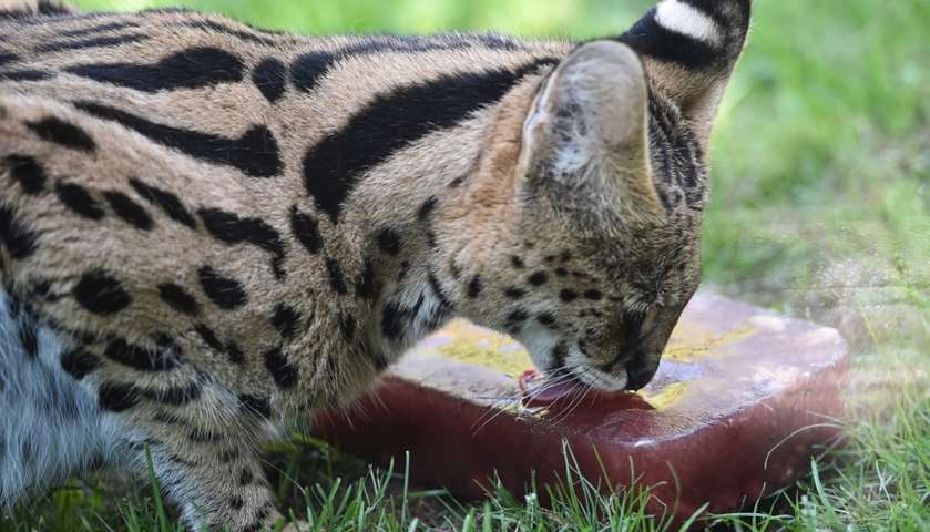 A serval eats a frozen treat with syrup and chicken -La Fleche zoo