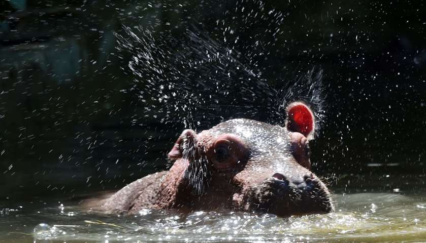 A baby hippo swims in the pond, to cool off during a heat wave, La Fleche zoo