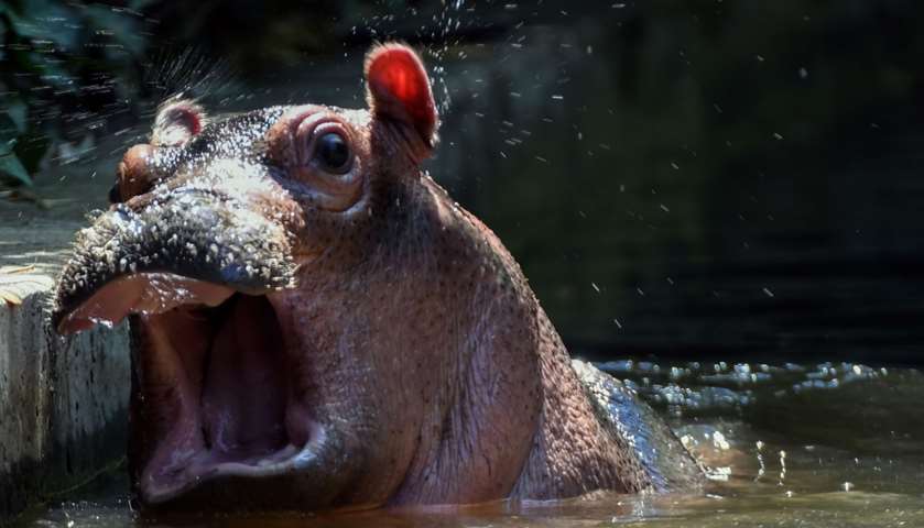 A baby hippo swims in the pond, to cool off during a heat wave, La Fleche zoo