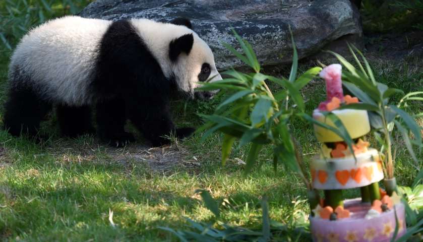 A panda cub looks towards his birthday cake - Beauval Zoo, Saint-Aignan-sur-Cher