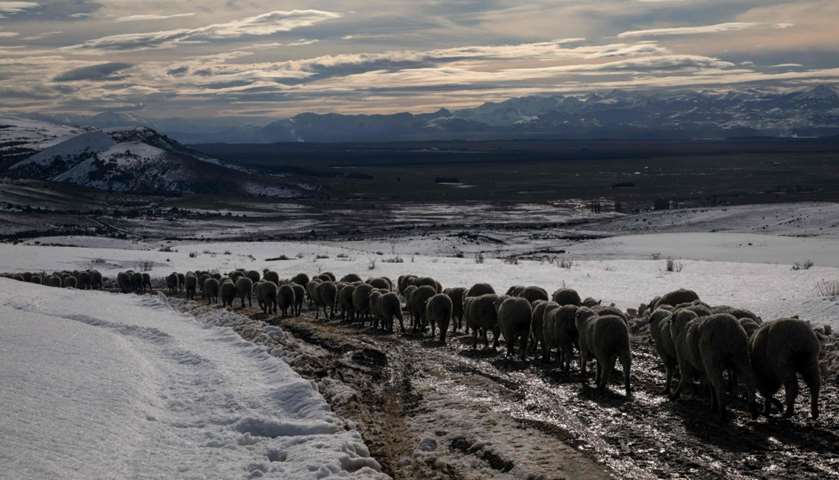Farm workers (not in frame) herd sheep saved after heavy snowfall