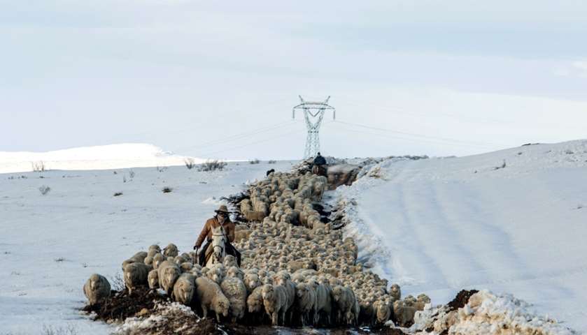 Farm workers on horseback herd sheep saved after heavy snowfall