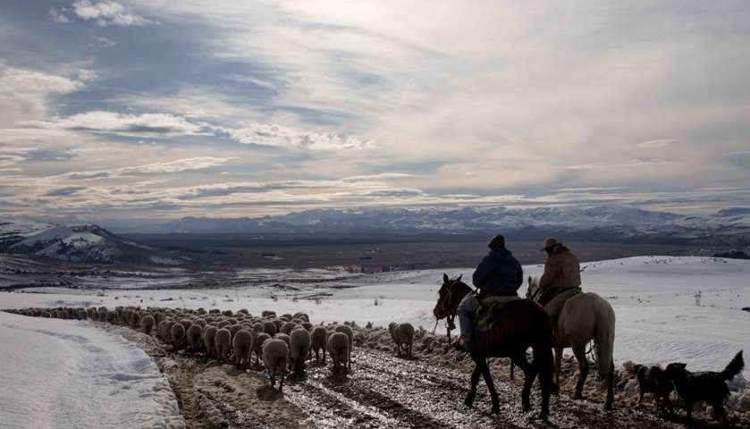 Farm workers on horseback herd sheep saved after heavy snowfall
