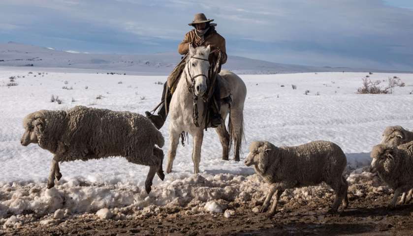 A farm worker on horseback herds sheep saved after heavy snowfall