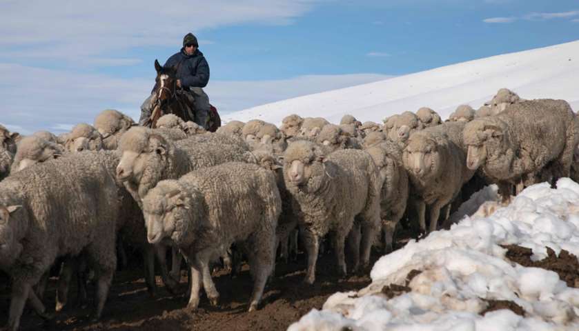 A farm worker herds sheep to safety after heavy snowfalls