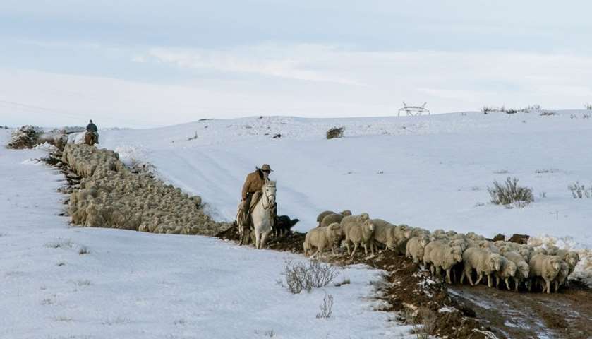 Farm workers herd sheep to safety after heavy snowfalls
