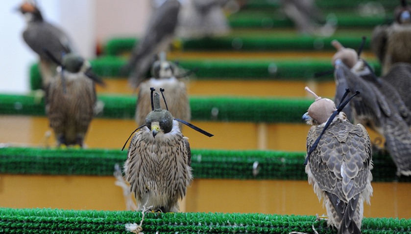 Falcons chained to a pole with a leather hood over their head waiting to be purchased