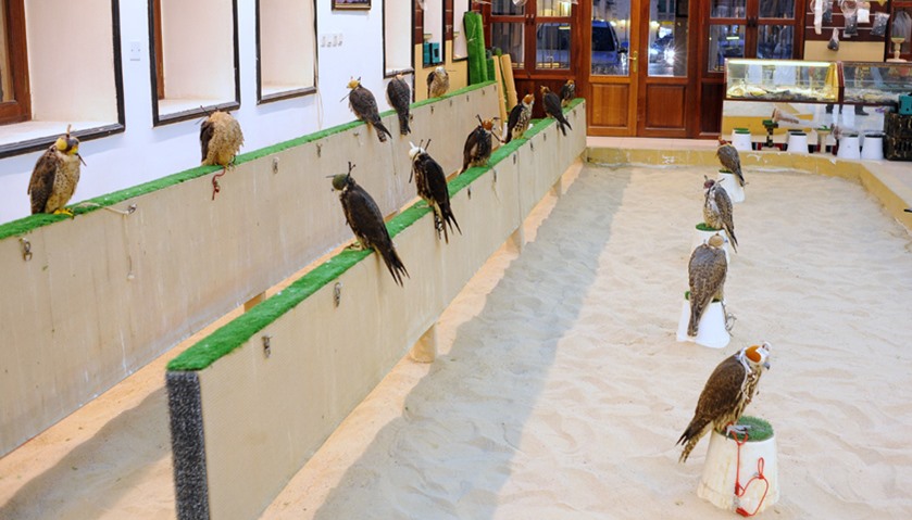 Stock of Falcons in stores at Falcon Souq
