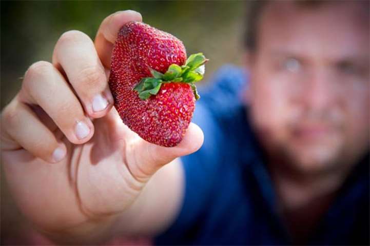 A nationwide scare involving the piercing of strawberries with sewing needles has prompted recalls