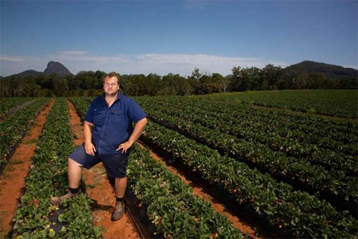 Queensland is a major strawberry producer in Australia