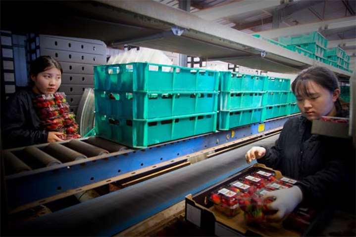 Braetop Berries workers Hyeyoung Seo (left) and Sorim Kweon process strawberries