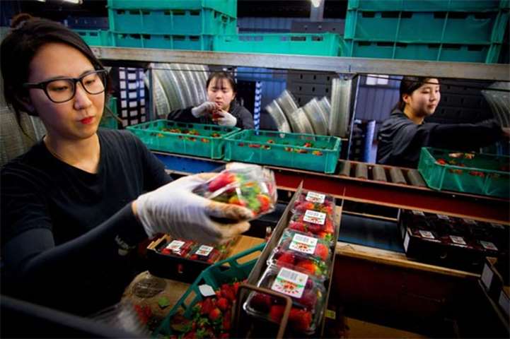 Braetop Berries workers process strawberries in the Glass House Mountains in Queensland