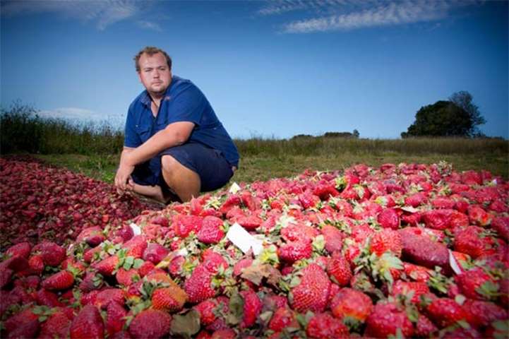 Braetop Berries farmer Aidan Young poses amid strawberries he will destroy following the scare