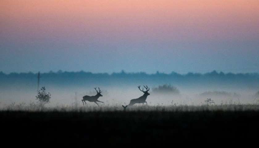 Male deers run in a field
