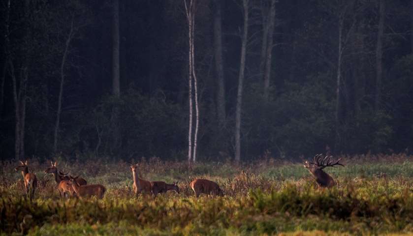 A male deer roars at its females in a field