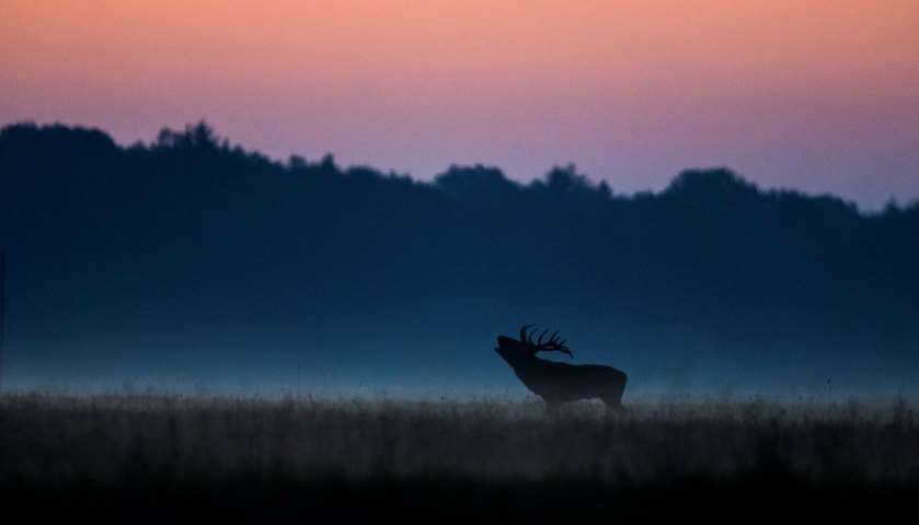 A male deer roars in a field