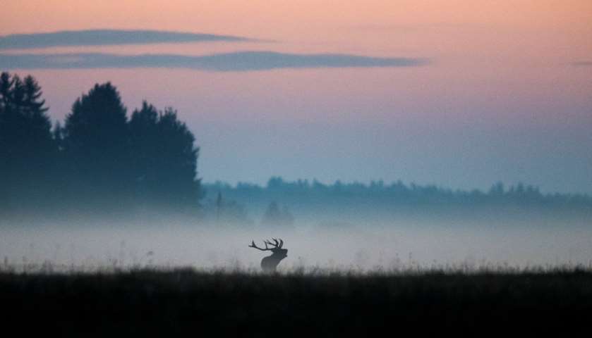 A male deer roars in a field