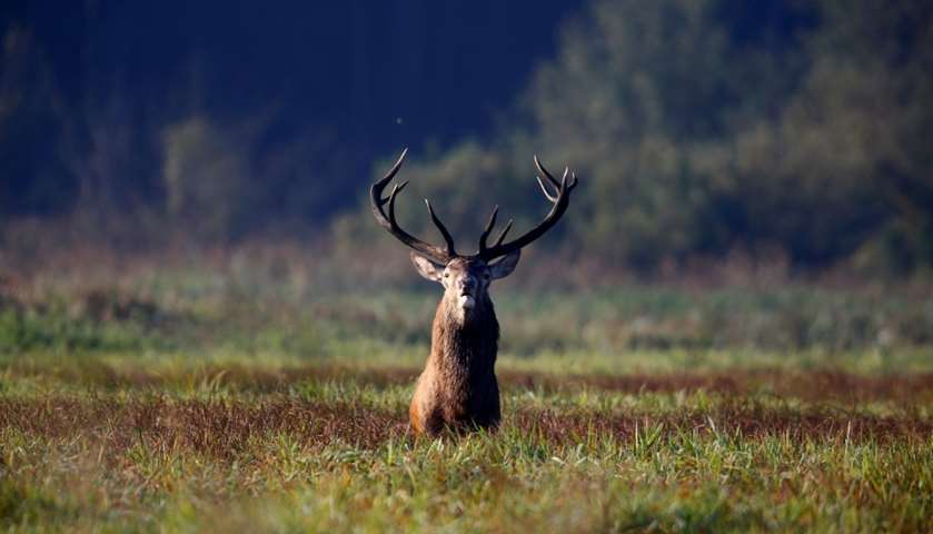 A male deer stands in a field