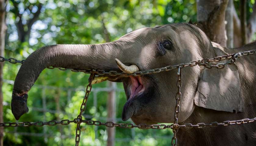 A seven-year-old elephant Jun, rescued from a poacher\'s trap in the forest, recovering