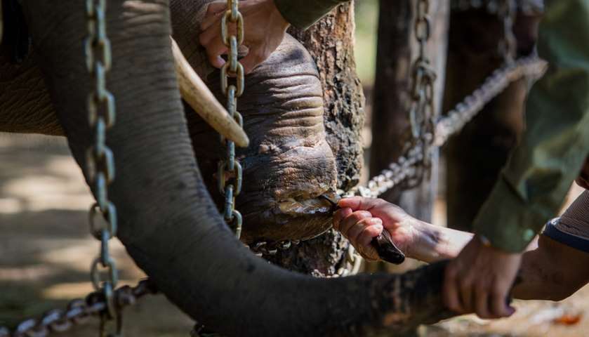Elephant Jun, rescued from a poacher\'s trap in the forest, receiving treatment on wounded foot