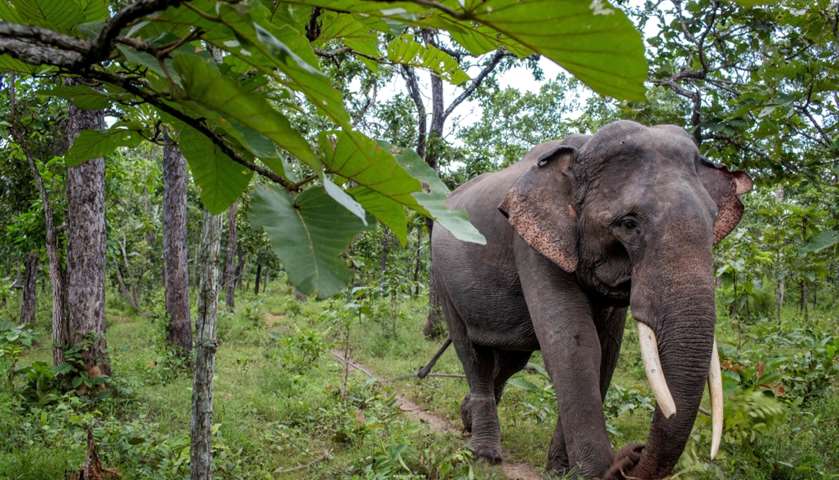 A rescued elephant with a broken tusk, walking in Yok Don National Park