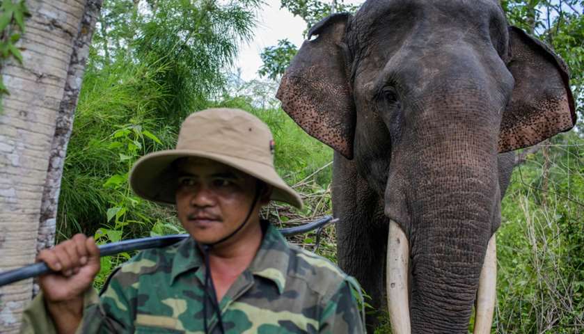 Vi Xien walking Thong Ngan, a rescued elephant with a broken tusk, in Yok Don National Park